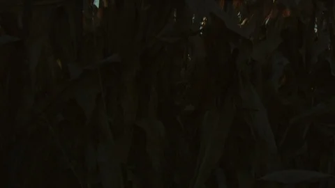 Corn Field Stock Footage 123915371