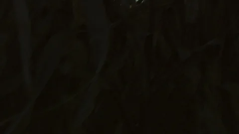 Corn Field Stock Footage 123915406