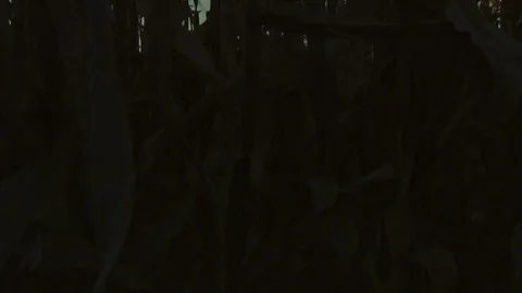 Corn Field Stock Footage 123915456