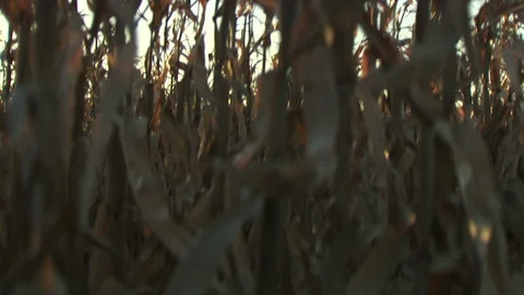 Corn Field Video stock 123915490