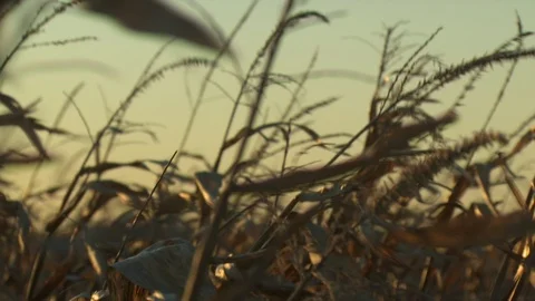 Corn Field Stock Footage 123915521