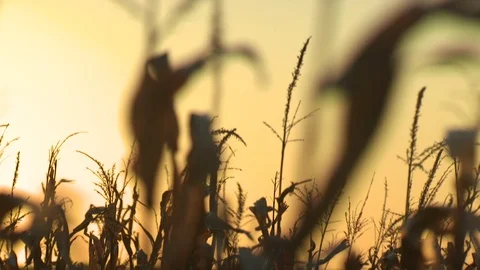 Corn Field Stock Footage 123915551
