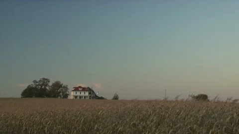 Corn Field Stock Footage 123915684