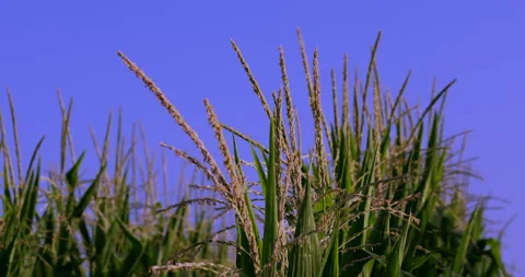 Corn Field Vídeos de archivo 130936487