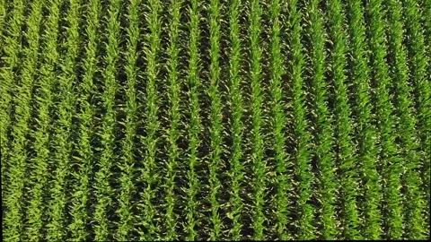 Corn Field Stock Footage 131064165