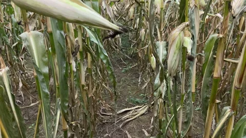 Corn field 스톡 동영상 171001192