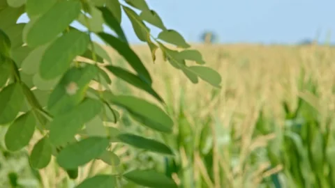 Corn field Stock Footage 171557932