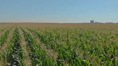 Corn field Stock Footage 171566606