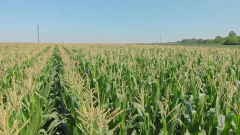 Corn in the field Stock Footage 171570345
