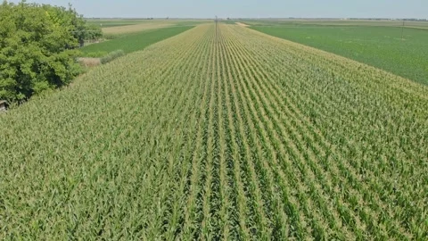 Corn field Stock Footage 171570533