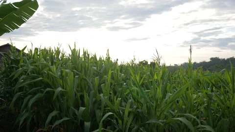 The corn field Stock Footage 171849061
