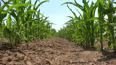 Corn field Stock Footage 198050087