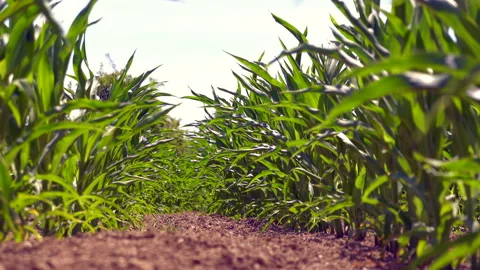 Corn field Stock Footage 198050634