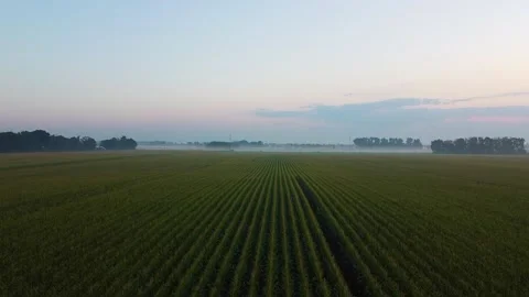 Corn field Stock-Footage 202204528