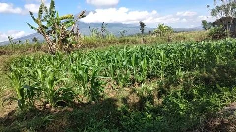 Corn field Stock Footage 203385280