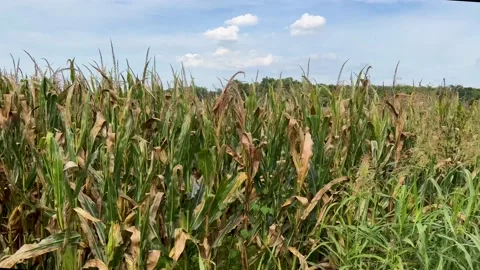 Corn Field Stock Footage 208131707