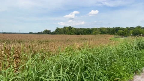 Corn Field  Stock Footage 208132123