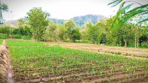 Corn field Stock Footage 217468294
