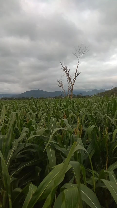 Corn field Video stock 218123745