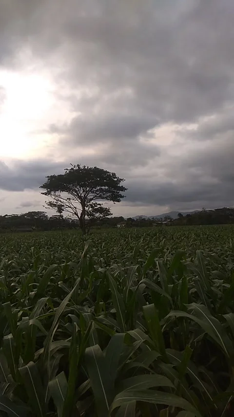 Corn field Video stock 218217192