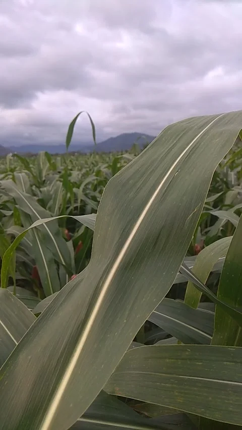 Corn field Video stock 218219459