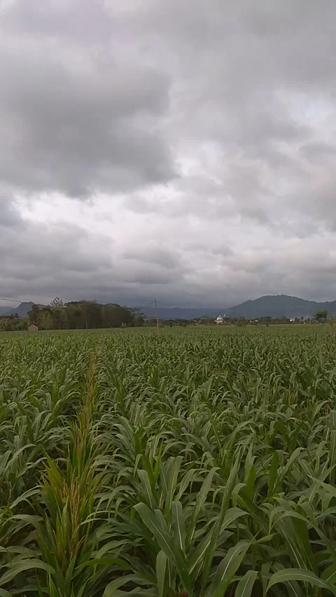 Corn field Video stock 218219610