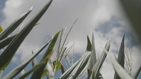 Corn in field Stock Footage 240028227