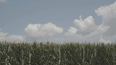 Corn Field Stock Footage 240028232