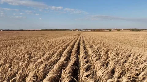 Corn field Stock Footage 244139348