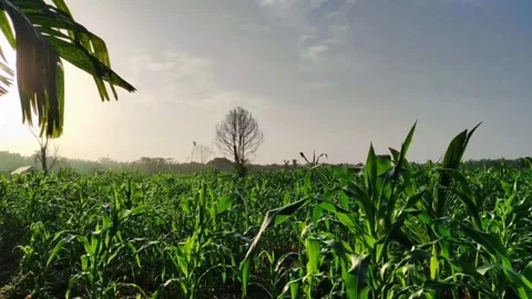 Corn field Video stock 245090663