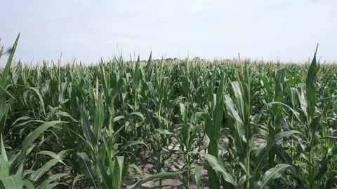 Corn Field Stock Footage 245097798
