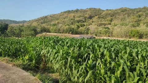 Corn field Video stock 246645621