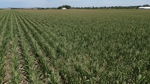 Corn Field 스톡 동영상 247711931