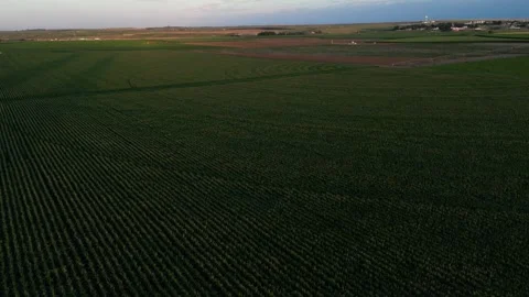 Corn Field Stock Footage 247835949