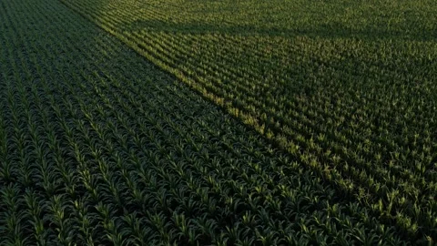 Corn Field Stock Footage 247836026