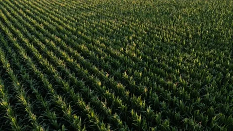 Corn Field Stock Footage 247836027