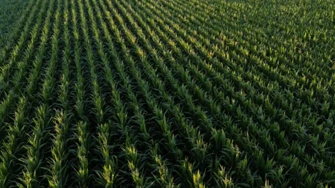 Corn Field Stock Footage 247836187