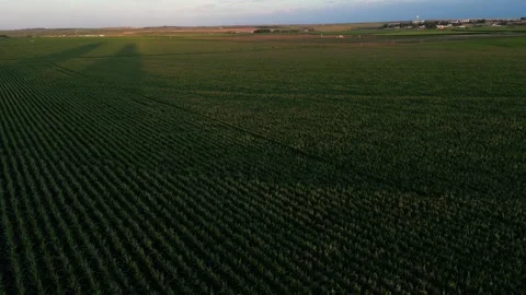 Corn Field Stock Footage 247836462