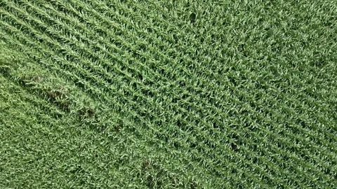 Corn field Stock Footage 248055886