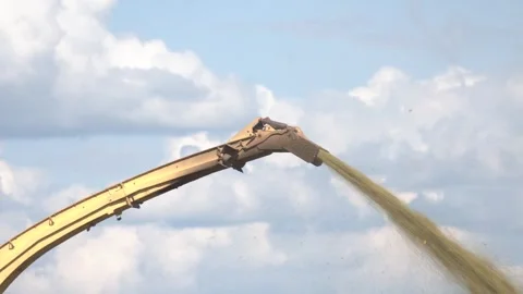 Corn field. Stock-Footage 290065711