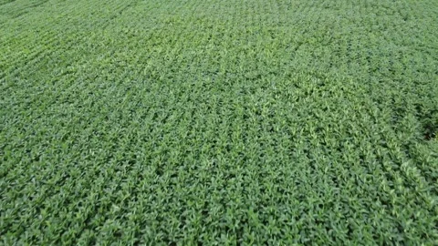 Corn field Video stock 310269920