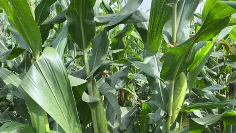 Corn in the field Stockbeeldmateriaal 315566673