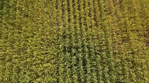 Corn field Stock Footage 321155258