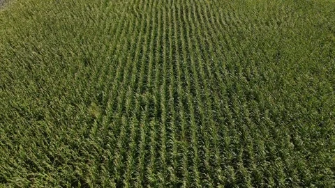 Corn Field Stock Footage 332149034