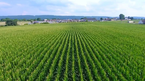 Corn Field Forward Video stock 93571811