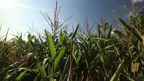 Corn field in the frame Stock Footage 73940900