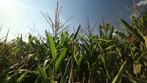 Corn field in the frame only the tops of the corn Stock Footage 73940751