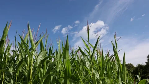 Corn field in front of blue sky in the south of Munich, Bavaria, Germany. Stock Footage 158256742