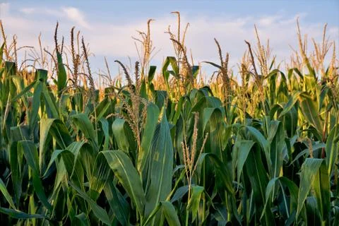 Corn field in front of blue sky and clouds Stock Photos