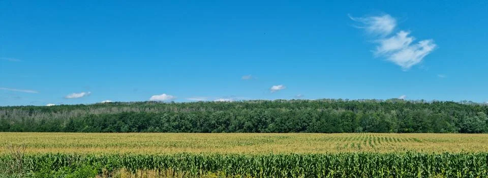 Corn field in front of dense forest under clear blue sky Stock Photos